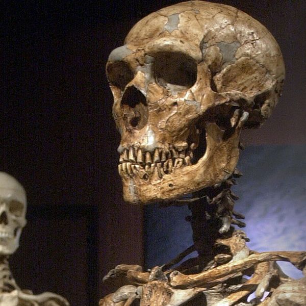 Skelett av neandertalmänniska, i förgrunden, och modern människa, i bakgrunden.