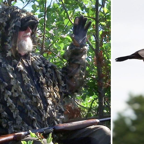 Starta klippet för att följa med jägaren Jan Källström och hans kollega ut i skärgården – där han berättar mer om hur jakten på skarv varit – och hur de jobbar.