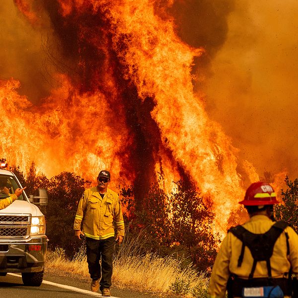 Bränderna i Kalifornien fortsätter. De två största bränderna som nu rasar är den andra, respektive den tredje, största i delstatens historia. Bilden visar brandmän som arbetar med en av bränderna som härjar i Kalifornien.