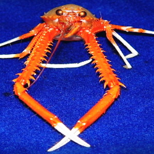 Den här krabban gillar mat som lyser i mörkret. Men den vet också vilka självlysande saker som är giftiga.