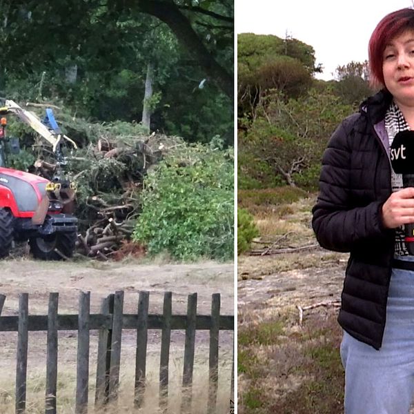 Starta klippet för att se och höra SVT Nyheters reporter Elin Schwartz berätta om fallet med den oplagliga strandskogsskövlingen i Tylösand.