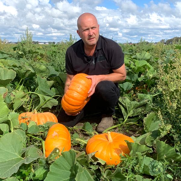 Odlaren Magnus Magnusson med några av sina drygt 30.000 pumpor på det sex hektar stora fältet.