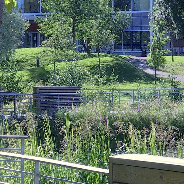 Utsikt över campusdammen på Umeå universitet, träd, vass och växtlighet i förgrunden, Universum-huset syns i bakgrunden.