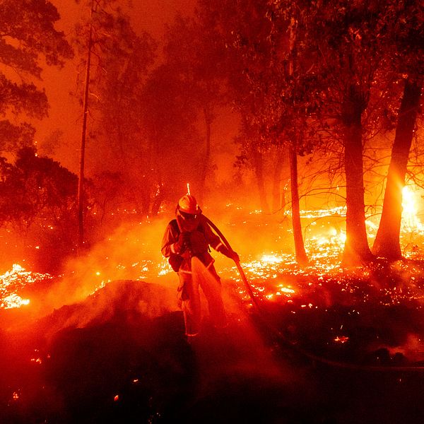 Flera stora bränder härjar i Kalifornien. Bilden visar en brandman som kämpar mot den så kallade Creek-branden.