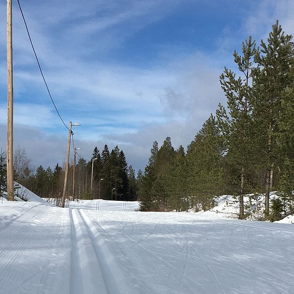 Bild på skidspår genom en skog. Blå himmel med lite moln i bakgrunden.