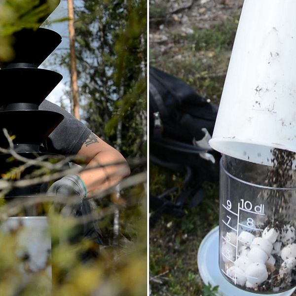 Det luktar lite gödsel och unket”, säger Joel Lindqvist om de torkade granbarkborrarna. Här tömmer han några av fällorna mellan Södertälje och Järna.