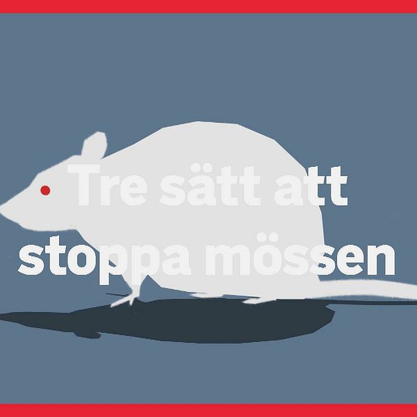 Nu invaderar mössen – så skyddar du dig med nötcreme | SVT Nyheter