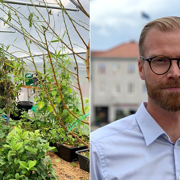 Delad bild: till vänster en bild på insidan av ett grönskande växthus, till höger bild på blond man iklädd blå skjorta och glasögon.