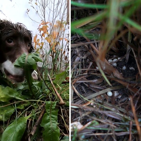 närbild från marknivå på en hund som nosar i gräset, samt närbild på små runda snigelägg bland gräset