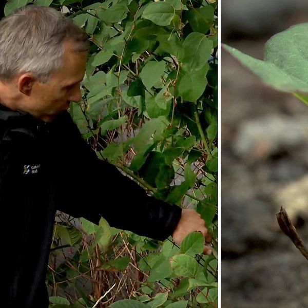 Starta klippet för att se Jeremy Mcclure på park -och naturförvaltningen i Göteborg visa hur du ska göra för att kontrollera om växten verkligen är parkslide