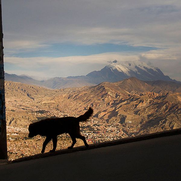 Gatuhund i Bolivia. I Sydamerika är man nära att vaccinera bort rabies från hundar.