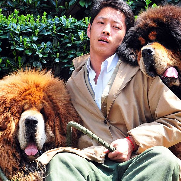 Uppfödare gosar med sina tibetanska mastiffer 2014, strax innan de ska säljas till en fastighetsmagnat för 30 miljoner kronor. Den guldiga är extra ovanlig och kostade då 20 miljoner kronor.