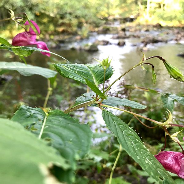 Jättebalsamin med sina rosa blommor och frökapslar, växer gärna längs vattendrag.