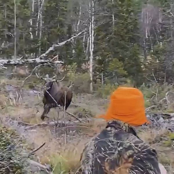 Bild på älgtjur som rusar mot en jägare som sitter.