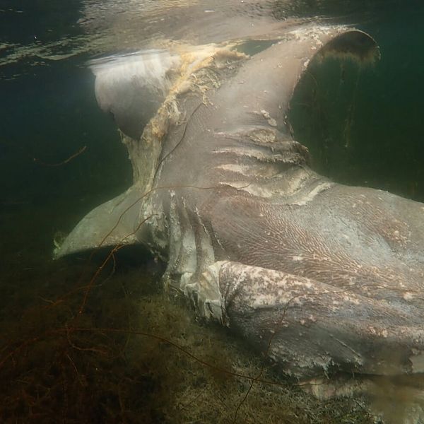 En grå död haj under vattenytan.