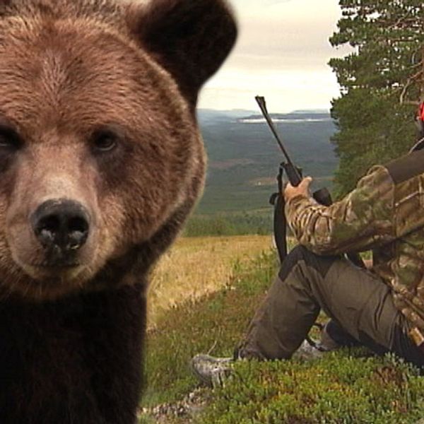 björn, en sittande jägare