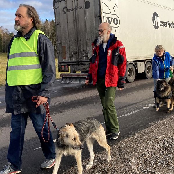 Tre personer och tre hundar går längs med en bilväg.