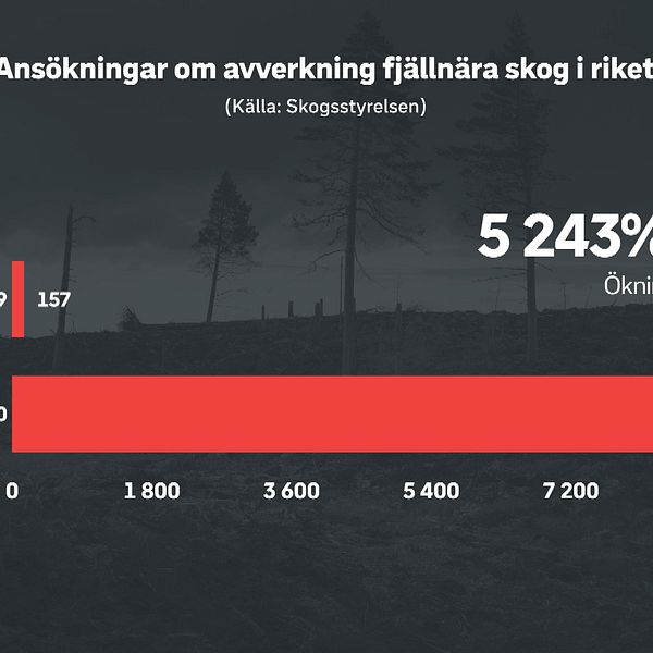 Grafisk bild med rubriken ”Ansökningar om avverkning fjällmärka skog i riket”. Under rubriken ligger två staplar. Den för 2019 visar 157 hektar och den för 2020 visar 8408 hektar. Staplarna visar hur stora arealer som ansökts om avverkning under september månad 2019 och 2020.