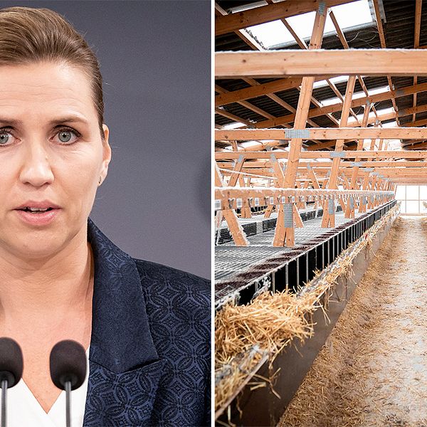 Mette Fredriksen(arkivbild)/Tom minkfarm i Næstved i Danmark