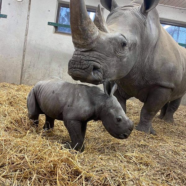 En noshörningskalv och hans mamma