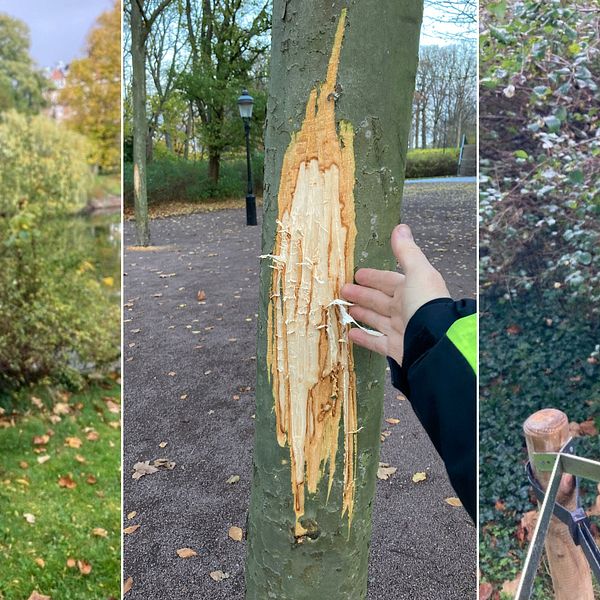 Tre av de vandaliserade träden som har fått skador på barken.