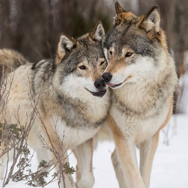 bild på två vargar i ett vinterlandskap
