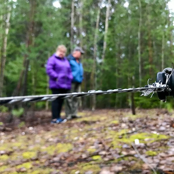 Flera familjer i Västanfors i Fagersta har drabbats hårt av bökande vildsvin. Vissa har till och med satt upp elstängsel.