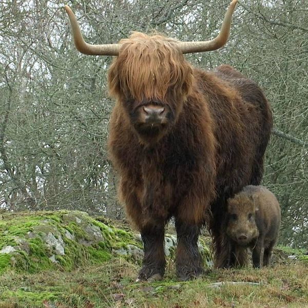 vildsvinskultingen Pumba och Maja