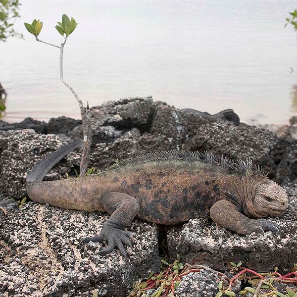 Ögruppen Galapágos i Stilla havet är en nationalpark med många speciella arter, bland dem havsleguanen Amblyrhynchus cristatus. Den som man nu oroar sig för är en ännu mer sällsynt landleguan som är rosa.