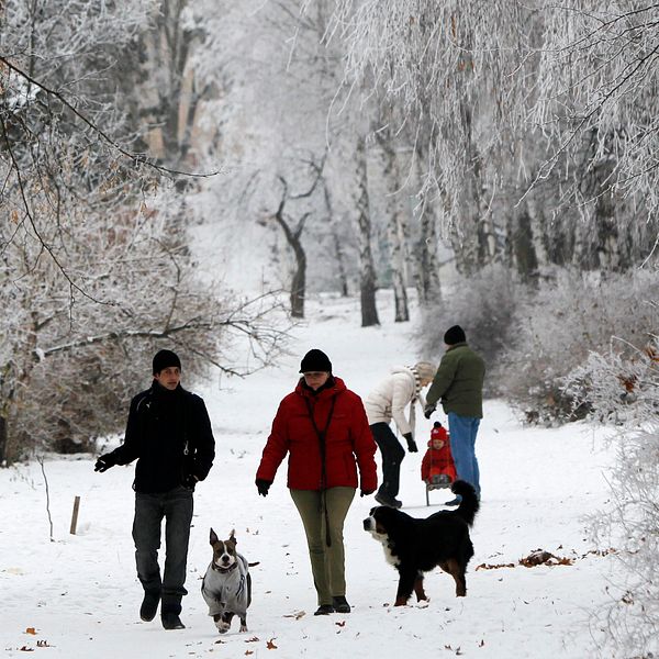 Flera personer som är ute på promenad i en park på vintern, snö på marken och träden, två hundar är med på promenaden.