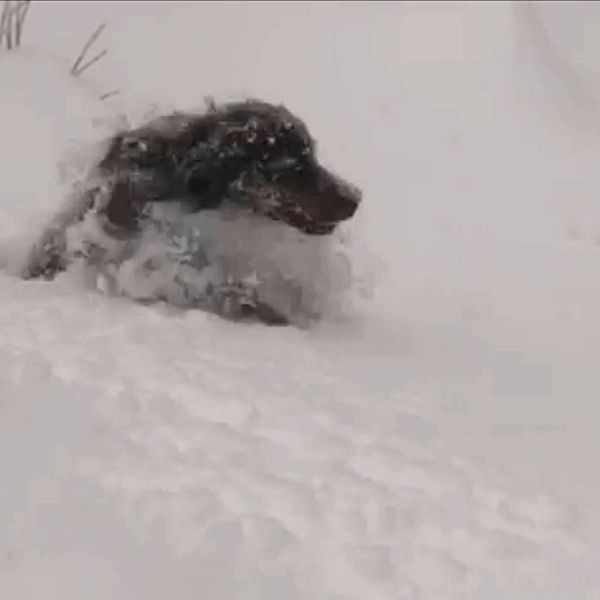 Hund i snö.