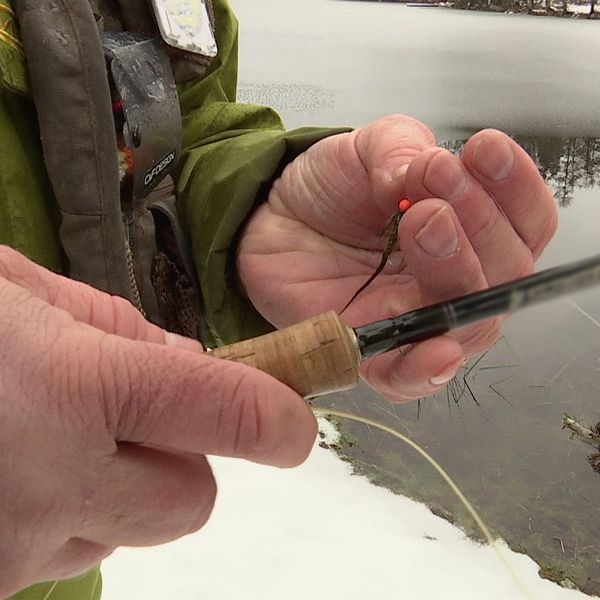 Närbild på ett par manshänder. Den högra handen som är närmast kameran håller i ett fiskespö medan den andra handen håller i en fluga till flugfiske.