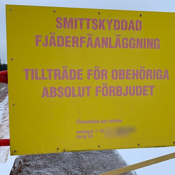 Bilden föreställer en stor gulskylt med solblekta röda bokstäver. På skylten står det ”Smittskyddad fjäderfäanläggning, tillträde för obehöriga absolut förbjudet”. Skylten hänger på ett rött och gult metallstaket. I bakgrunden syns en grusväg och snö i vägkanterna. Det skymtar även några granar och en gråmulen himmel.