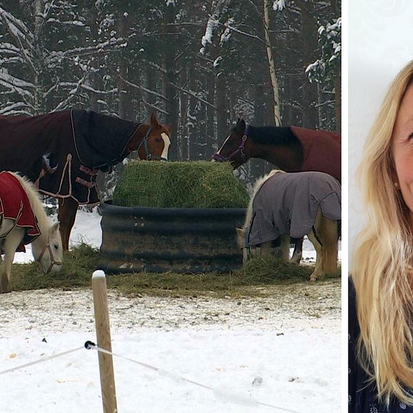 Hästar äter hö i en hage. Ann Reilly, ridskolerådgivare på Svenska Ridsportförbundet.