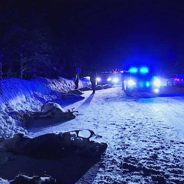 Polisbilar med blåljus och folk på en snöig väg med branta plogvallar, mörkt ute. Flera döda renar ligger längs vägkanten.