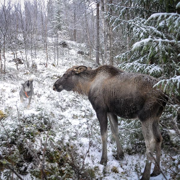 En älg står stilla i skogen framför en skällande jakthund