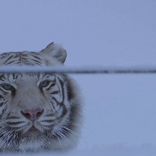 en vit tiger ute i snön