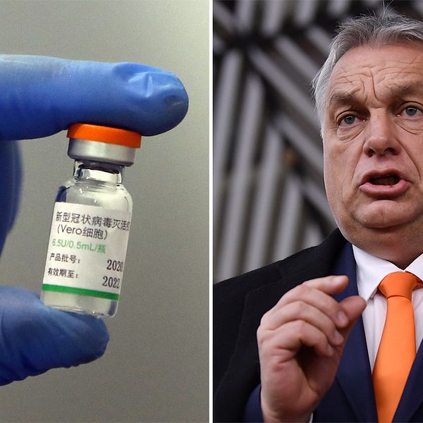 Flaska innehållandes Sinopharms vaccin/Viktor Orbán