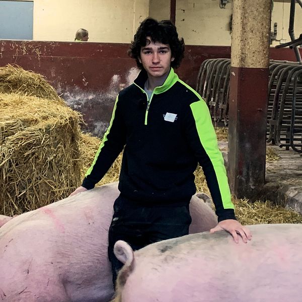 Hakim, 16 år, står inne i ett stall med grisar, han klappar några av grisarna på ryggen.