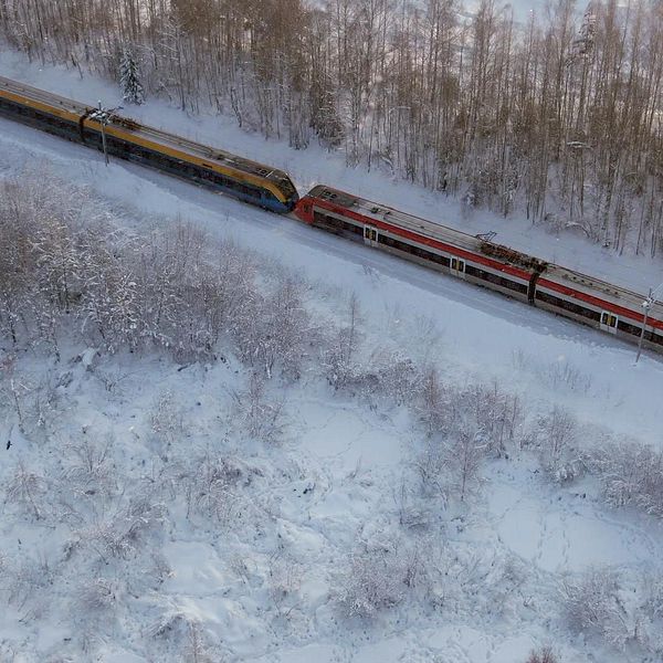Tåg som passerar nära älgar på ett fält.