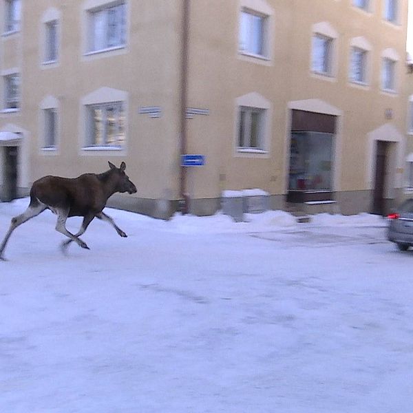 Även i mars 2021 irrade en älg runt i centrala Östersund.