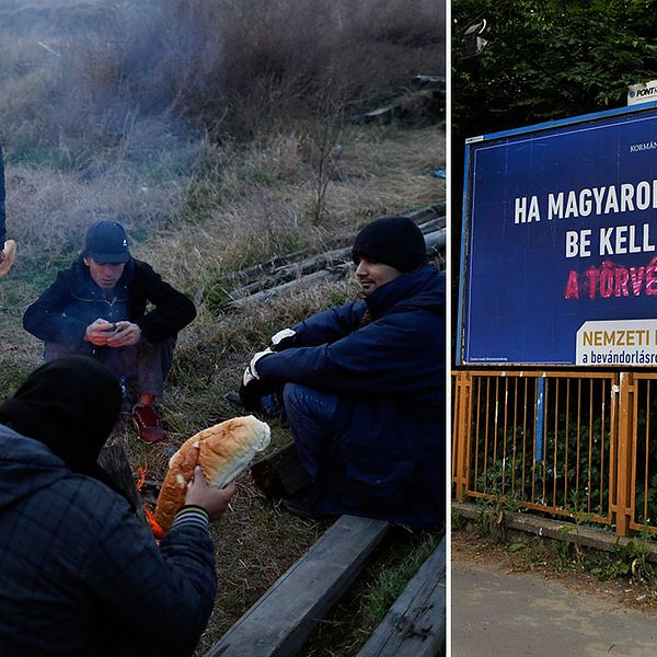Migranter värmer sig nära en övergiven fabrik i staden Subotica, nära gränsen mellan Serbien och Ungern. Till höger ett plakat som lyder: ”Om du kommer till Ungern, måste du respektera våra lagar!”