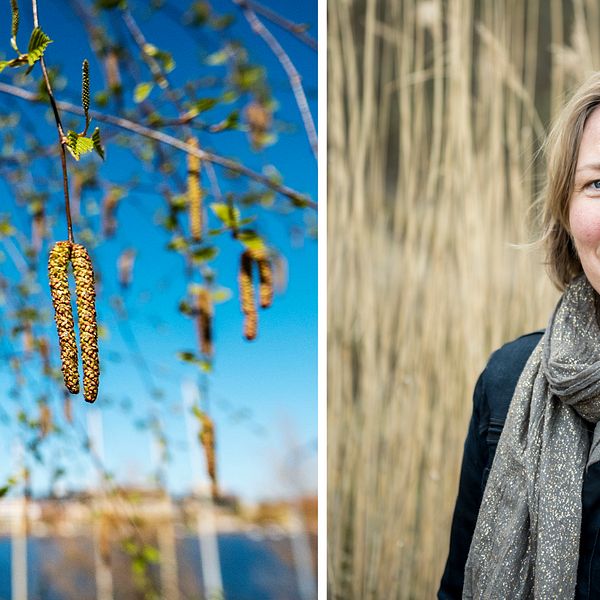 Björkhängen och pollenbiologen Agneta Ekebom på Naturhistoriska riksmuseet som sammanställer pollenprognoser.