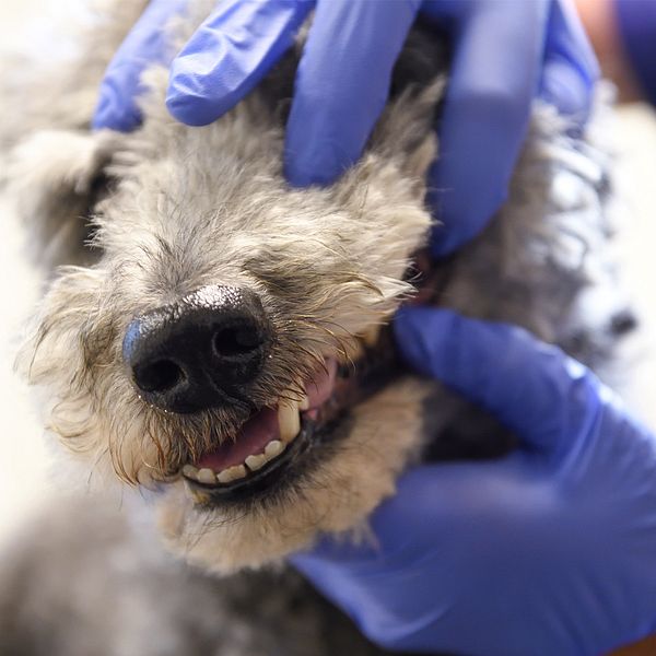 En bild på en veterinär som undersöker en hunds tänder