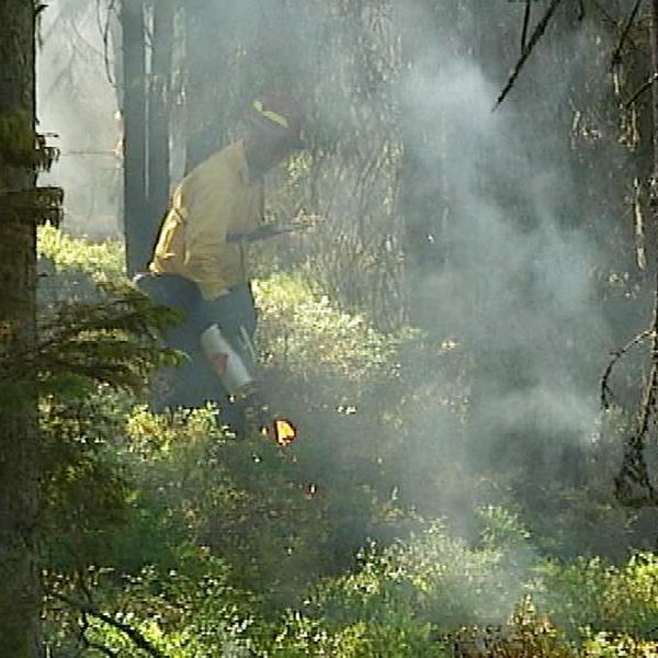 Kontrollerade skogsbränder ska rädda faunan