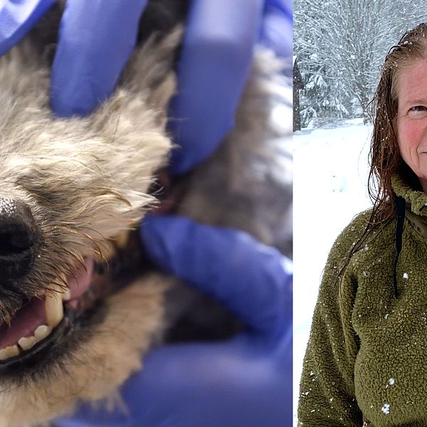 närbild på hundnos, undersökning av munnen, samt porträttbild på Helén löfblad – en medelålders kvinna utomhus i snöväder