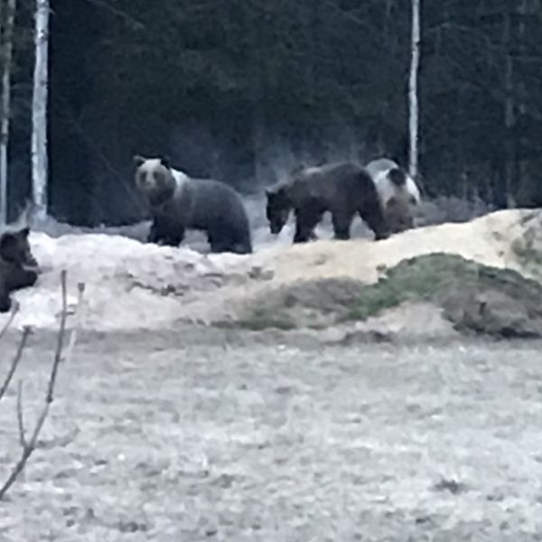fyra björnar som nosar i högar i skogskanten på en tomt