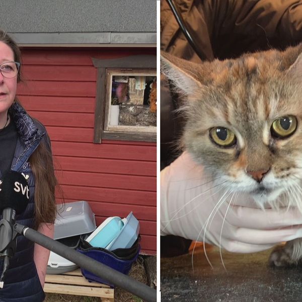 en kvinna som intervjuas utomhus, samt närbild på katt som undersöks av veterinär