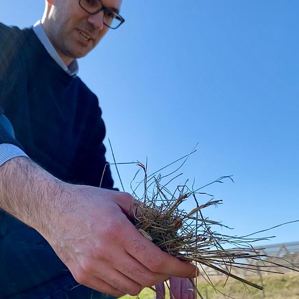 Pietro Campana undersöker gräset på platsen där vall nu ska kombineras med solceller. Det för att utvinna energi samtidigt som markfukten kan bevaras.