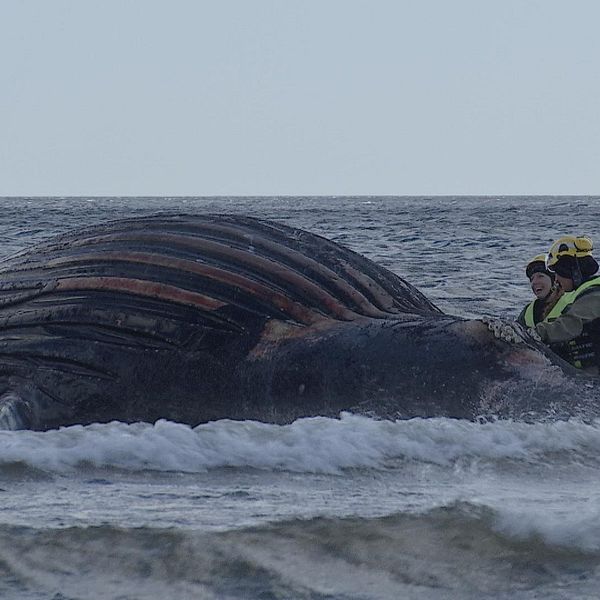 Bild på två biologer som gör en fältundersökning av en strandad knölval på Öland.